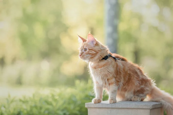 Maine Coon Gato Joven Rojo Con Correa Caminando Aire Libre —  Fotos de Stock