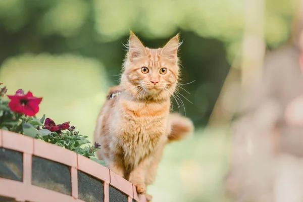 Maine Coon Kucing Muda Merah Dengan Rantai Berjalan Luar Ruangan — Stok Foto