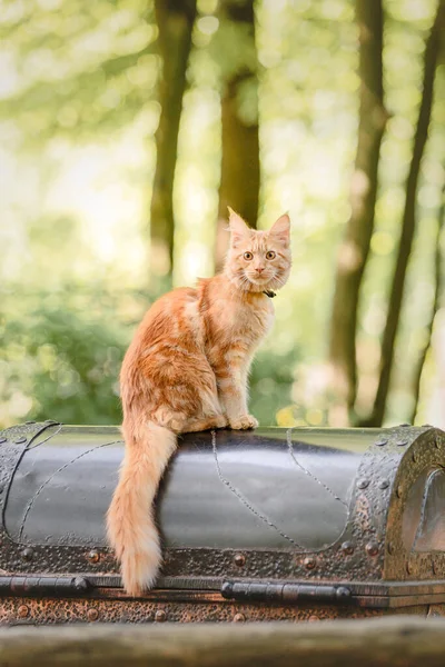 Maine Coon Gato Joven Rojo Con Correa Caminando Aire Libre —  Fotos de Stock