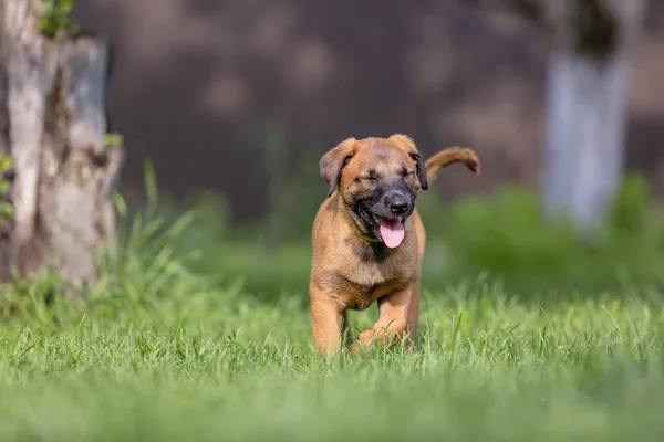 Malé Roztomilé Dítě Malinois Štěně Hrát Venku — Stock fotografie