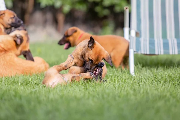 Malinois Barna Kutya Kis Kölykök Játszanak Zöld Nyári Udvaron — Stock Fotó