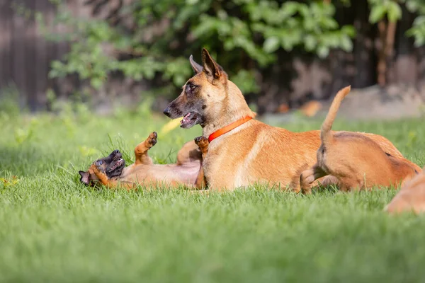 Malcom Perro Marrón Con Cachorritos Jugando Patio Verano Verde —  Fotos de Stock
