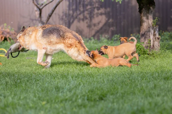 Malinois Cão Marrom Com Filhotes Brincando Jardim Verão Verde — Fotografia de Stock