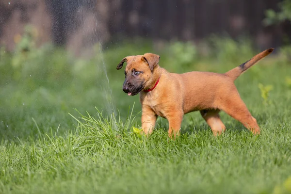 Bonito Pouco Marrom Malinois Filhote Cachorro Jogando Jardim Verde — Fotografia de Stock