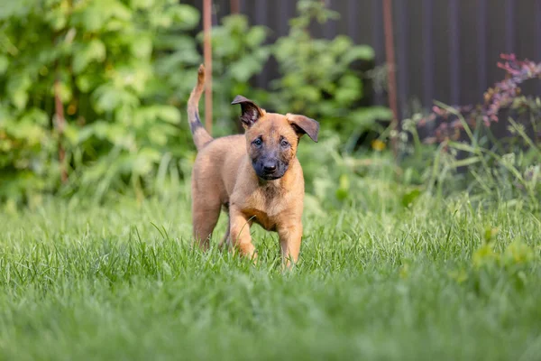 Süße Kleine Braune Malinois Welpen Spielen Auf Dem Grünen Hof — Stockfoto