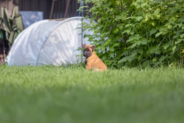 Cute Little Brown Malinois Puppy Playing Green Yard — Stock Photo, Image