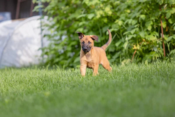 Süße Kleine Braune Malinois Welpen Spielen Auf Dem Grünen Hof — Stockfoto