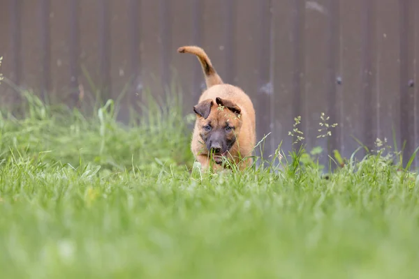 Bonito Pouco Marrom Malinois Filhote Cachorro Jogando Jardim Verde — Fotografia de Stock