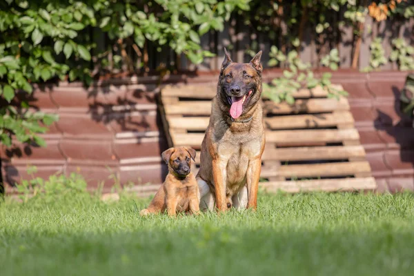 Açık Havada Poz Veren Kahverengi Köpekli Malinois — Stok fotoğraf