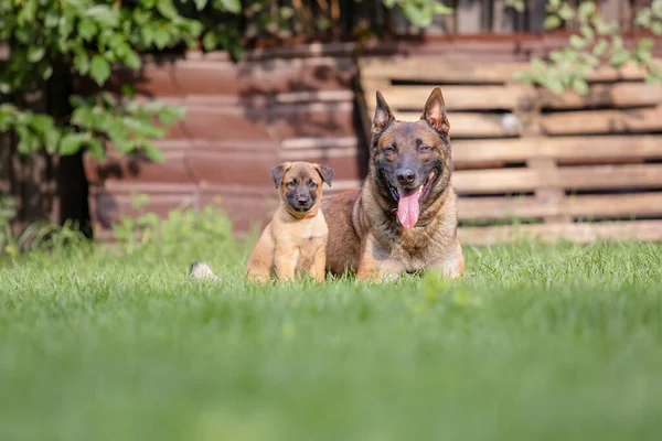 Açık Havada Poz Veren Kahverengi Köpekli Malinois — Stok fotoğraf