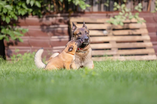 Malinois Brauner Hund Mit Kleinem Welpen Posiert Freien — Stockfoto