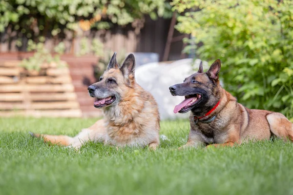 Malinois Καφέ Σκυλιά Που Βρίσκονται Στο Πράσινο Γρασίδι — Φωτογραφία Αρχείου