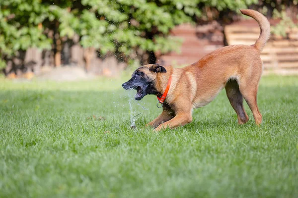 Malinois Cão Marrom Brincando Com Mangueira Jardim Grama Verde Fundo — Fotografia de Stock