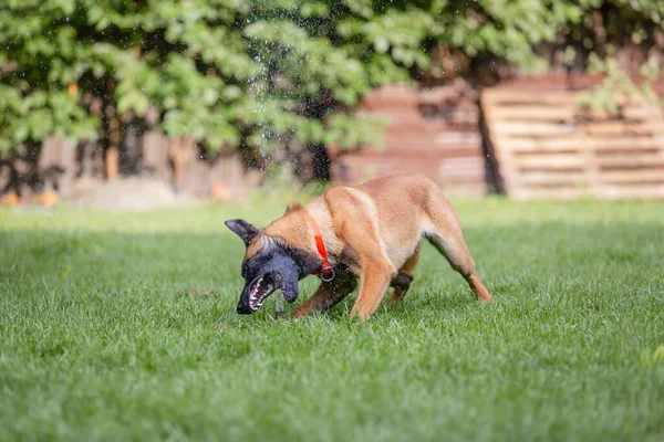 Malinois Cão Marrom Brincando Com Mangueira Jardim Grama Verde Fundo — Fotografia de Stock