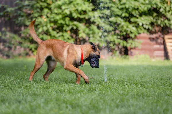 Malinois Hnědý Pes Hraje Zahradní Hadicí Zelené Trávě Zahradním Pozadí — Stock fotografie