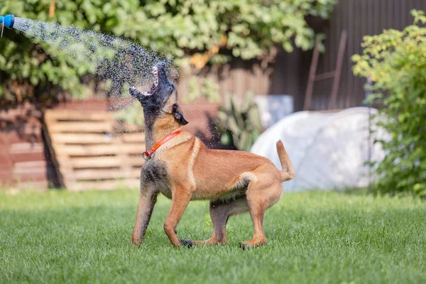 Malinois Cão Marrom Brincando Com Mangueira Jardim Grama Verde Fundo — Fotografia de Stock