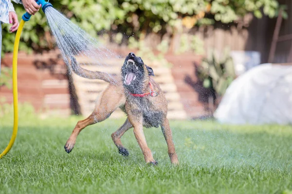 Malinois Cão Marrom Brincando Com Mangueira Jardim Grama Verde Fundo — Fotografia de Stock