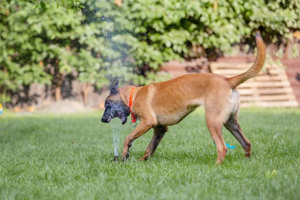 Malinois Cão Marrom Brincando Com Mangueira Jardim Grama Verde Fundo — Fotografia de Stock