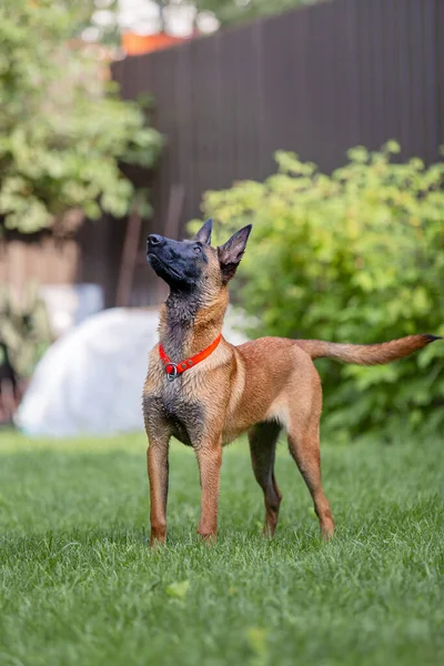 Malinois Brun Hund Leka Med Trädgård Slang Grönt Gräs Trädgård — Stockfoto