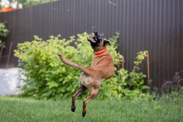 Malinois kahverengi köpek bahçe arka planında bahçe hortumuyla oynuyor.