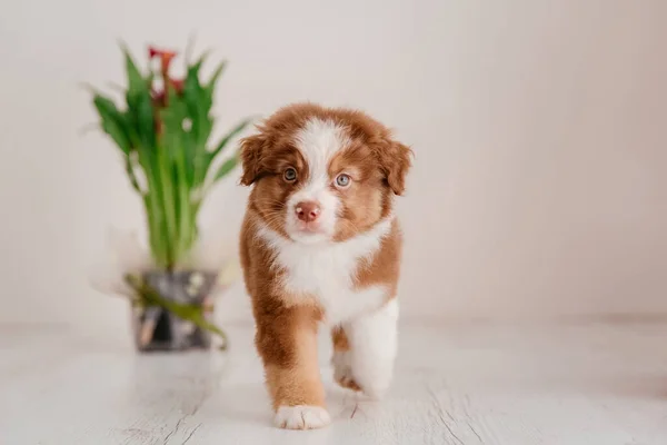 Close Portrait Australian Shepherd Puppy Posing Indoor — Stock Photo, Image