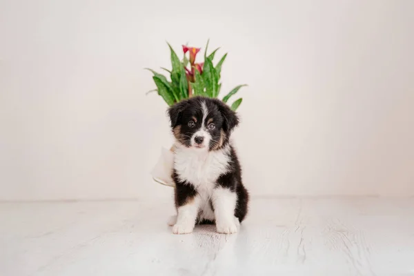 Close Portrait Australian Shepherd Puppy Posing Indoor — Stok Foto