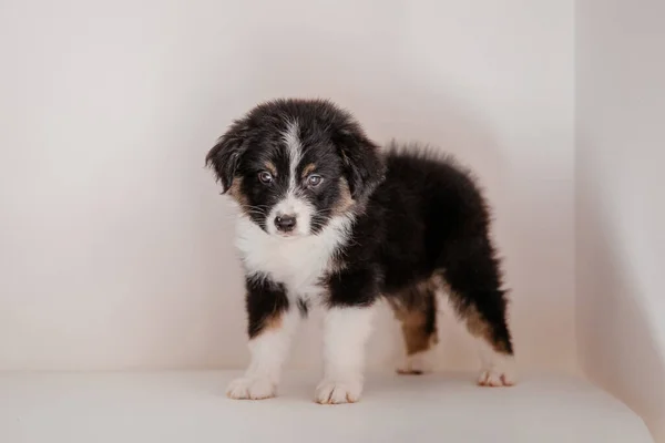 Close Portret Van Australische Herder Puppy Poseren Indoor — Stockfoto