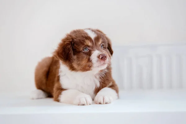 Close Portrait Australian Shepherd Puppy Posing Indoor — Stok Foto