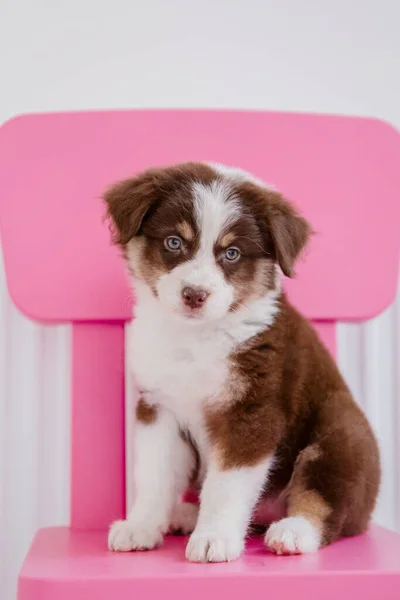 可愛いですオーストラリアの羊飼い子犬上のピンクの木製の椅子 — ストック写真