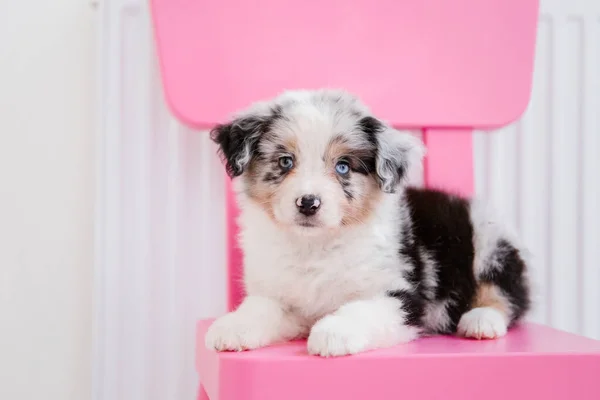 Lindo Australiano Pastor Cachorro Posando Rosa Silla Madera — Foto de Stock