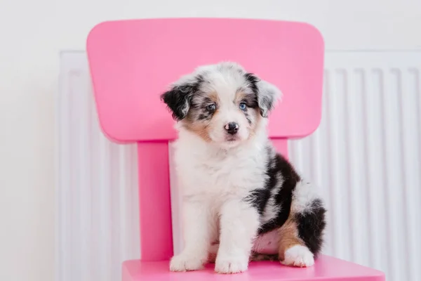 Lucu Australian Anjing Gembala Berpose Kursi Kayu Merah Muda — Stok Foto