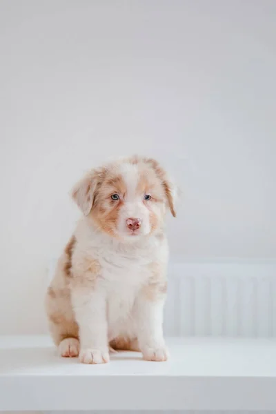 Primer Plano Retrato Australiano Pastor Cachorro Posando Indoor — Foto de Stock