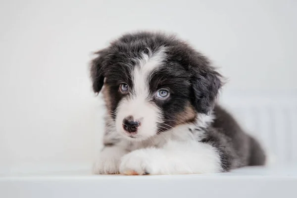 Nahaufnahme Porträt Eines Australischen Schäferhundes Der Drinnen Posiert — Stockfoto