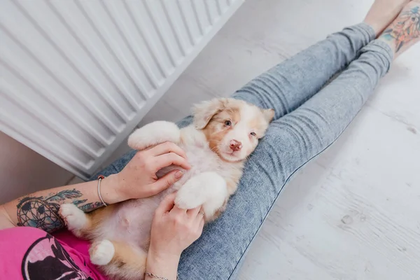 Niedlichen Australischen Schäferhund Welpen Liegen Auf Menschlichen Beinen Innenräumen — Stockfoto