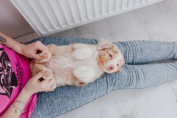 Schattig Australisch Herder Pup Liggend Menselijke Benen Binnen — Stockfoto