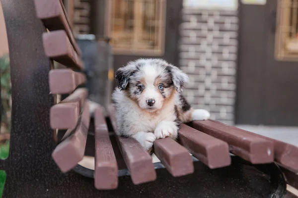 Pequeno Filhote Cachorro Pastor Australiano Bonito Deitado Banco Madeira — Fotografia de Stock