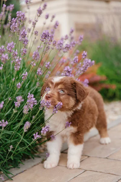 Pequeño Lindo Australiano Pastor Cachorro Posando Jardín Verano — Foto de Stock