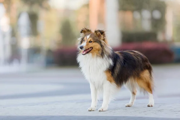 遊び心三色ボーダーコリー犬遊び屋外で昼間 — ストック写真