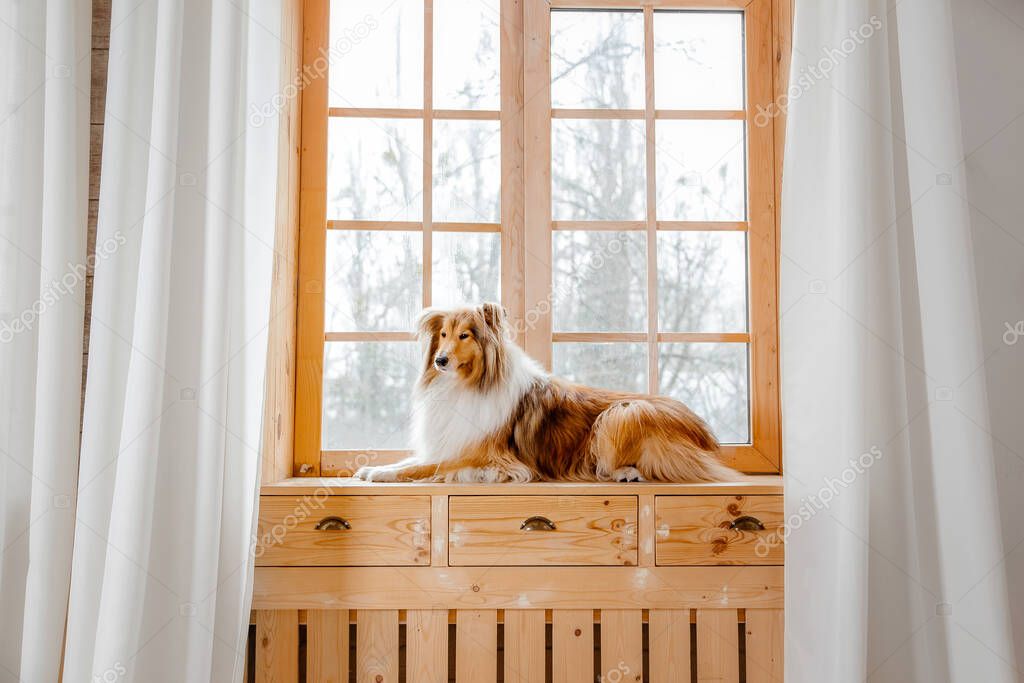 red rough collie dog lying on brown wooden windowsill