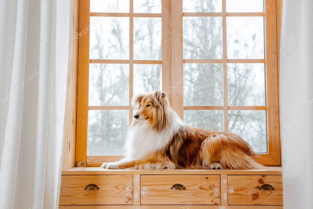 red rough collie dog lying on brown wooden windowsill