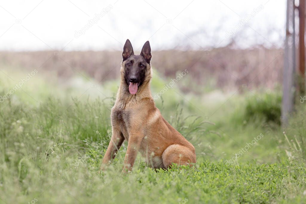 close up portrait of brown Malinois dog in the grass 