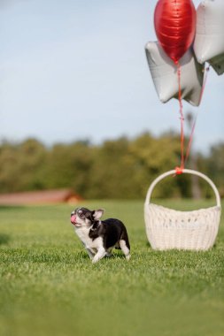Parkta balonları olan sepetteki şirin Chihuahua köpeği.