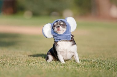 Chihuahua köpeği parkta poz verirken şirin bir şapka takıyor.