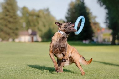 Gündüz vakti parkta oynayan Belçikalı çoban köpeği manzarası