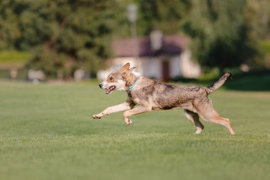 Yeşil alanda güzel bir köpek, evcil hayvan konsepti.