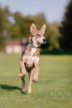 Yeşil alanda güzel bir köpek, evcil hayvan konsepti.