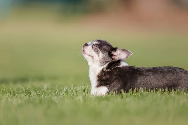 Söt Chihuahua Hund Grönt Gräs Parken — Stockfoto