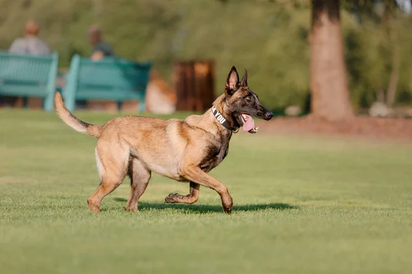 Vista Del Pastor Belga Malcom Perro Jugando Parque Día Soleado — Foto de Stock