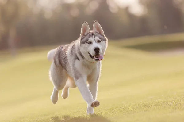 Hermoso Perro Husky Jugando Campo Día Soleado — Foto de Stock