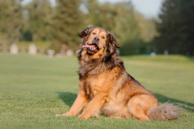 Kızıl Tibet Yeşil çimlerin üzerindeki Mastiff köpeği